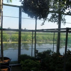 Olijfwilg Als Boom (Elaeagnus Ebbingei) -Aanbiedingen Hortus Groei Winkel elaeagnus ebbingei 12 14ho cont