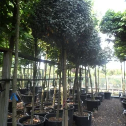 Olijfwilg Op Stam (Elaeagnus Ebbingei) -Aanbiedingen Hortus Groei Winkel elaeagnus ebbingei 14 16 18ho c130