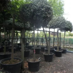 Olijfwilg Als Boom (Elaeagnus Ebbingei) -Aanbiedingen Hortus Groei Winkel elaeagnus ebbingei 14 16 18ho c130 2