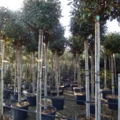 Olijfwilg Als Boom (Elaeagnus Ebbingei) -Aanbiedingen Hortus Groei Winkel elaeagnus ebbingei 8 10