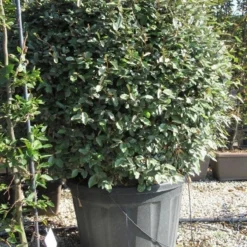 Olijfwilg Als Bol (Elaeagnus Ebbingei 'Compacta') -Aanbiedingen Hortus Groei Winkel elaeagnus ebbingei bol