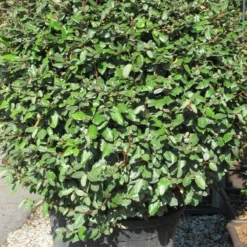 Olijfwilg Als Bol (Elaeagnus Ebbingei 'Compacta') -Aanbiedingen Hortus Groei Winkel elaeagnus ebbingei bol 2 1