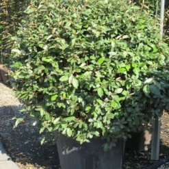 Olijfwilg Als Bol (Elaeagnus Ebbingei 'Compacta') -Aanbiedingen Hortus Groei Winkel elaeagnus ebbingei bol 3