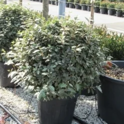 Olijfwilg Als Bol (Elaeagnus Ebbingei 'Compacta') -Aanbiedingen Hortus Groei Winkel elaeagnus ebbingei bol 70 cm 1