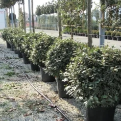 Olijfwilg Als Bol (Elaeagnus Ebbingei 'Compacta') -Aanbiedingen Hortus Groei Winkel elaeagnus ebbingei bol 70 cm 2