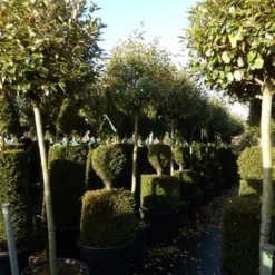 Olijfwilg Op Stam (Elaeagnus Ebbingei) -Aanbiedingen Hortus Groei Winkel elaeagnus ebbingei halfstam