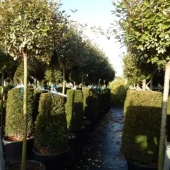 Olijfwilg Op Stam (Elaeagnus Ebbingei) -Aanbiedingen Hortus Groei Winkel elaeagnus ebbingei halfstam 2