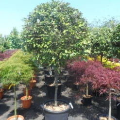 Olijfwilg Als Boom (Elaeagnus Ebbingei) -Aanbiedingen Hortus Groei Winkel elaeagnus ebbingei halfstam c70 extra