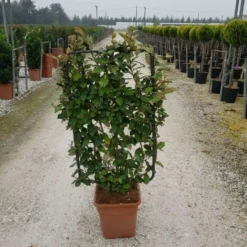 Olijfwilg Als Leivorm (Elaeagnus Ebbingei) -Aanbiedingen Hortus Groei Winkel elaeagnus ebbingei leivorm c18 1