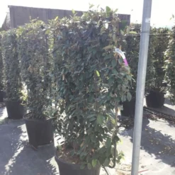 Olijfwilg Als Leivorm (Elaeagnus Ebbingei) -Aanbiedingen Hortus Groei Winkel elaeagnus ebbingei leivorm c45 1