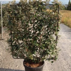 Olijfwilg Als Leivorm (Elaeagnus Ebbingei) -Aanbiedingen Hortus Groei Winkel elaeagnus ebbingei leivorm c45 1 1