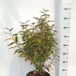 Olijfwilg (Elaeagnus Ebbingei 'Viveleg') -Aanbiedingen Hortus Groei Winkel elaeagnus ebbingei viveleg week 4 2021 1600x1200 1 2 1