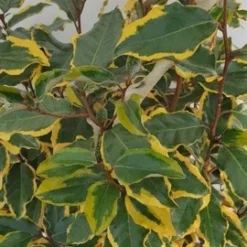 Olijfwilg (Elaeagnus Ebbingei 'Viveleg') -Aanbiedingen Hortus Groei Winkel elaeagnus ebbingei viveleg week 4 2021 detail 1600x1200 1 2 1