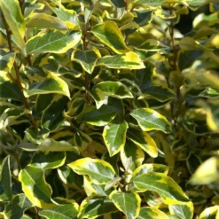 Bontbladige Olijfwilg Als Boom (Elaeagnus Ebbingei 'Gilt Edge') -Aanbiedingen Hortus Groei Winkel elaeagnusgiltedgev01