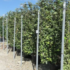 Olijfwilg Als Leivorm (Elaeagnus Ebbingei) -Aanbiedingen Hortus Groei Winkel eleagnus 110x180 leivorm 1