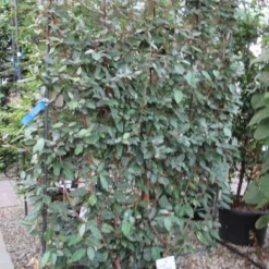 Olijfwilg Als Leivorm (Elaeagnus Ebbingei) -Aanbiedingen Hortus Groei Winkel eleagnus 110x180 leivorm 2 1