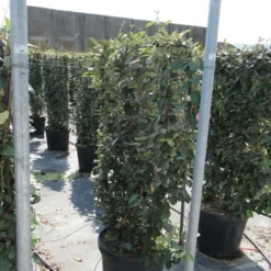 Olijfwilg Als Leivorm (Elaeagnus Ebbingei) -Aanbiedingen Hortus Groei Winkel eleagnus 80x110 leivorm 1