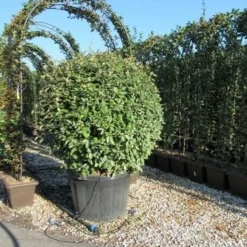 Olijfwilg Als Bol (Elaeagnus Ebbingei 'Compacta') -Aanbiedingen Hortus Groei Winkel eleagnus ebbingei bol 110 cm 1