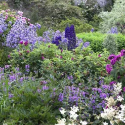 Borderpakket Engelse Rozen (2 M²)