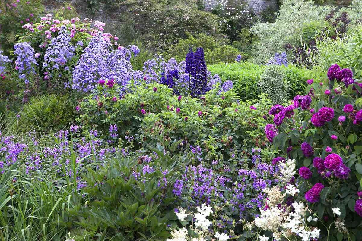 Borderpakket Engelse Rozen (4,5 M²) 1 Borderpakket Engelse Rozen (4,5 M²)