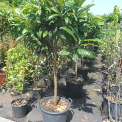 Japanse Mispel Als Boom (Eriobotrya Japonica) -Aanbiedingen Hortus Groei Winkel eriobotrya japonica 60stam c30