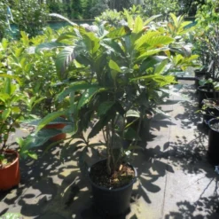 Japanse Mispel Als Boom (Eriobotrya Japonica) -Aanbiedingen Hortus Groei Winkel eriobotrya japonica 80 100 125 c35