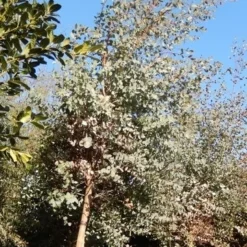 Eucalyptus Als Boom (Eucalyptus Gunnii) -Aanbiedingen Hortus Groei Winkel eucalypthus gunii 10 12 2