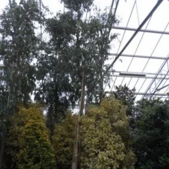 Eucalyptus Als Boom (Eucalyptus Gunnii) -Aanbiedingen Hortus Groei Winkel eucalyptus