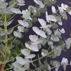 Winterharde Eucalyptus (Eucalyptus Gunnii 'Azura') 11 Winterharde Eucalyptus (Eucalyptus Gunnii 'Azura') -Aanbiedingen Hortus Groei Winkel eucalyptus azura 2