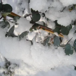 Winterharde Eucalyptus (Eucalyptus Gunnii 'Azura') 9 Winterharde Eucalyptus (Eucalyptus Gunnii 'Azura') -Aanbiedingen Hortus Groei Winkel eucalyptus azura hardy