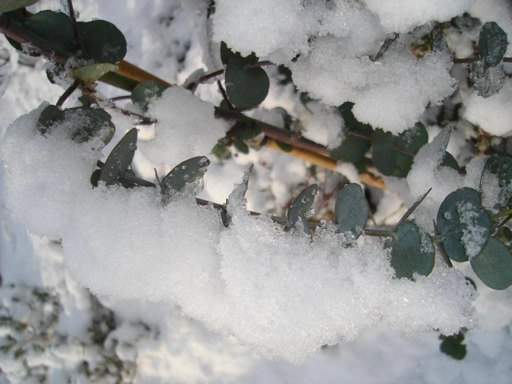 Winterharde Eucalyptus (Eucalyptus Gunnii 'Azura') 3 Winterharde Eucalyptus (Eucalyptus Gunnii 'Azura') - Afbeelding 3