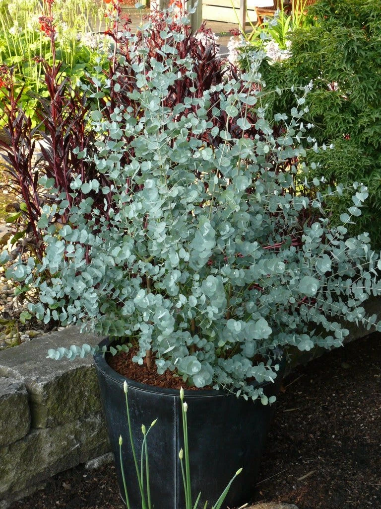 Winterharde Eucalyptus (Eucalyptus Gunnii 'Azura') 4 Winterharde Eucalyptus (Eucalyptus Gunnii 'Azura') - Afbeelding 4