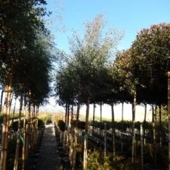 Eucalyptus Als Boom (Eucalyptus Gunnii) -Aanbiedingen Hortus Groei Winkel eucalyptus gunnii 12 14 2