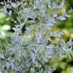 Eucalyptus Als Boom (Eucalyptus Gunnii) -Aanbiedingen Hortus Groei Winkel eucalyptus gunnii 2