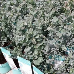 Winterharde Eucalyptus (Eucalyptus Gunnii 'Azura') 13 Winterharde Eucalyptus (Eucalyptus Gunnii 'Azura') -Aanbiedingen Hortus Groei Winkel eucalyptusazura01