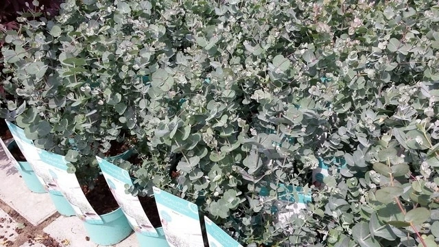 Winterharde Eucalyptus (Eucalyptus Gunnii 'Azura') 7 Winterharde Eucalyptus (Eucalyptus Gunnii 'Azura') - Afbeelding 7