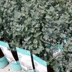 Winterharde Eucalyptus (Eucalyptus Gunnii 'Azura') 12 Winterharde Eucalyptus (Eucalyptus Gunnii 'Azura') -Aanbiedingen Hortus Groei Winkel eucalyptusazura02