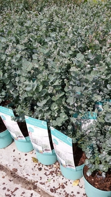 Winterharde Eucalyptus (Eucalyptus Gunnii 'Azura') 6 Winterharde Eucalyptus (Eucalyptus Gunnii 'Azura') - Afbeelding 6