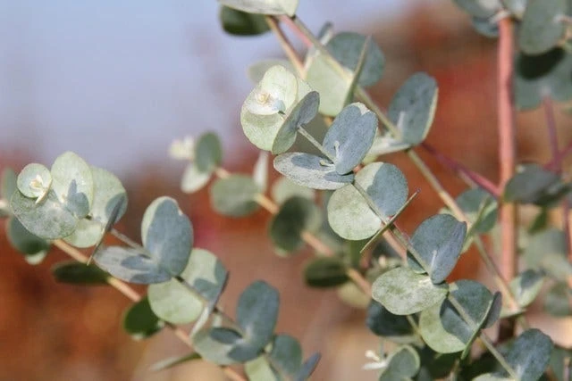 Winterharde Eucalyptus (Eucalyptus Gunnii 'Azura') 2 Winterharde Eucalyptus (Eucalyptus Gunnii 'Azura') - Afbeelding 2