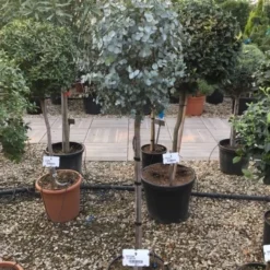 Eucalyptus Op Stam (Eucalyptus Gunnii) -Aanbiedingen Hortus Groei Winkel eucalytus gunni 80cm stam
