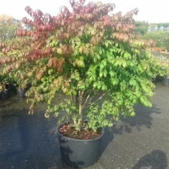 Kardinaalshoed (Euonymus Alatus 'Compactus') -Aanbiedingen Hortus Groei Winkel euonymus alatus compactus