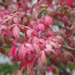 Kardinaalshoed (Euonymus Alatus 'Compactus') -Aanbiedingen Hortus Groei Winkel euonymus alatus compactus 1