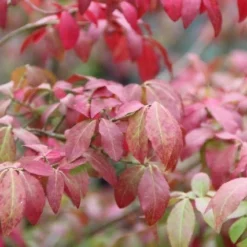 Kardinaalshoed (Euonymus Alatus 'Compactus') -Aanbiedingen Hortus Groei Winkel euonymus alatus compactus 3