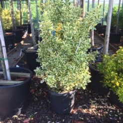 Kardinaalshoed (Euonymus Japonicus 'Bravo') -Aanbiedingen Hortus Groei Winkel euonymus japonica bravo 80100