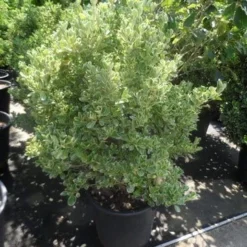 Kardinaalsmuts (Euonymus Japonicus 'Albomarginatus') -Aanbiedingen Hortus Groei Winkel euonymus japonicus albomarginatus 100 125 c50
