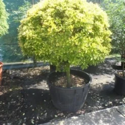 Kardinaalshoed Op Stam (Euonymus Japonicus 'Aureus') -Aanbiedingen Hortus Groei Winkel euonymus japonicus aureus 60stam c240