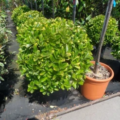 Kardinaalshoed Als Meeneemhaag (Euonymus Japonicus 'Aureus) -Aanbiedingen Hortus Groei Winkel euonymus japonicus aureus bol 40 50 60