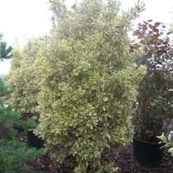 Kardinaalshoed (Euonymus Japonicus 'Bravo') -Aanbiedingen Hortus Groei Winkel euonymus japonicus bravo 200 250 c150
