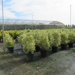 Kardinaalshoed (Euonymus Japonicus 'Bravo') -Aanbiedingen Hortus Groei Winkel euonymus japonicus bravo 3 1