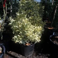 Kardinaalshoed (Euonymus Japonicus 'Bravo') -Aanbiedingen Hortus Groei Winkel euonymus japonicus bravo 60 80 c25
